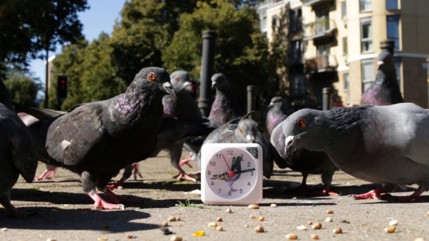 pigeons and clock